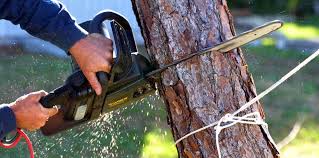 Professional Tree Care in Quitman, MS
